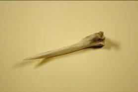 Neolithic Needle Awl made from a fox bone Neolithic Bone Items Slivers of bone were used for needles.
