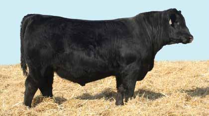 62 325 Bulls Sell! 250 Registered Angus and 75 Registered SimAngus Balancers.