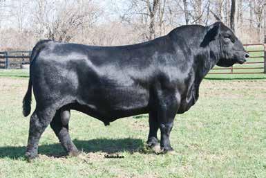 23 Schiefelbein Pioneer 1193 Calved: 2/25/2013 Tattoo: 1193 Reference 17637309 Sire Only S A V Pioneer 7301 S A V Blackbird 5297 +26.91 FROSTY ELBA 36 Bon View New Design 208 +37.