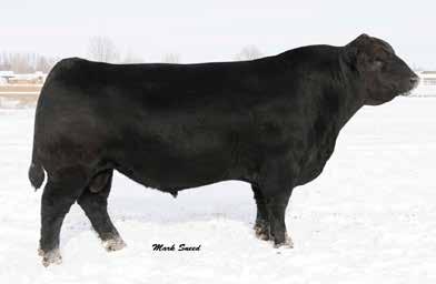Reference Sire Only Calved: 3/12/2005 Tattoo: 307R Connealy Onward Sitz Henrietta Pride 81M Connealy Lead On Altune of Conanga 6104 Sitz Value 7097 Sitz Henrietta Pride 1370 BW WW Milk YW SC CW Marb