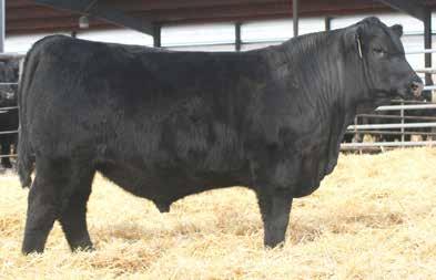 His sons are topping bull sales all over the country. This Connealy Onward son puts lots of growth and length into his calves.