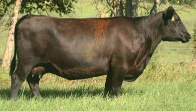04 BW 71 660 *EPDs enhanced by Zoetis 50K This deep bodied bull is put together in a nicely balanced package. He's a s sharp looking Madison son that is made in heifer Heaven.