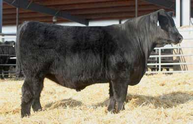 94 This : ABS sire's progeny are topping sales all across the country. He has an outstanding birth to yearling spread in his EPD profile.