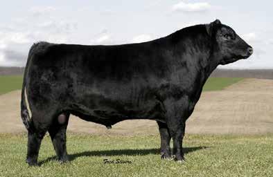 Reference Sire Only Calved: 3/7/2010 1/31/2000 Tattoo: Tattoo: 095 012 620938123 B/R NEW DESIGN 036 G A R Predestined V D A R NEW TREND 315 B/R NEW DESIGN 036 B/R G A R BLACKCAP Ext 4206 EMPRESS 76