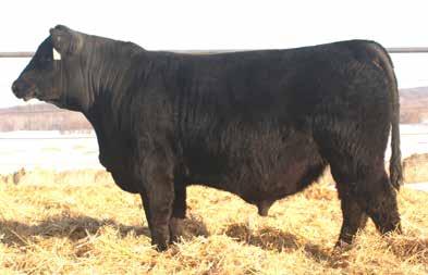 226 Schiefelbein Android 273 Calved: 2/13/2013 Tattoo: 273 17637304 TC Aberdeen 759 C R A Bextor 872 5205 608 TC Blackbird 4034 +49.21 Frosty Objective 1761 S S Objective T510 0T26 +43.