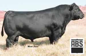 Here comes the broken record effect; he's a stout, easy fleshing bull that has lots of rib capacity. Commercially speaking, you need to be in this pen.