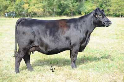 She is a 5th generation donor from the the Elba Lizzy cow. She combines outstanding phenotype with our most elite 50k data.