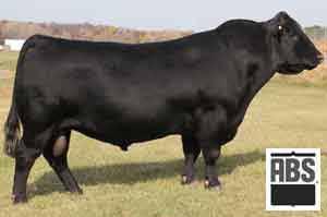 Reference Sire Only Connealy Product 568 Connealy Final Product Calved: 1/23/2007 Tattoo: 7212 G A R Retail Product Pride Fine of Conanga 566 Ebonista of Conanga 471 Connealy Deep Canyon 454 Ebonisa