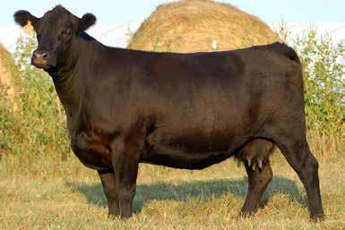 He is a big bodied bull that has plenty of rib, length and thickness. The more you look at this good looking herd sire, the more this Dark Knight's stock will rise.