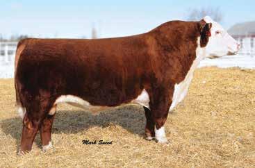 02 Here is an opportunity to purchase a former very successful show heifer. Look through her pedigree on the dam side, four Denver champions, and on the sire side, breed icon MSU TCF Revolution 4R.