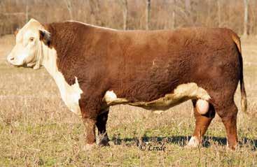 R.A. Rowe Farms Lots 24-59 Bob Rowe 614-209-9201 Feltons Ozzie 492 An influential sire of the R.A. Rowe program CS Boomer 29F An influential sire of the R.A. Rowe program 24 BHF 388T MISS PASSION