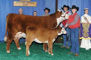 C O M M E R C I A L 2017 spring heifers sired by Passion (unregistered) Sire: RJC&L J119 Logic 023R and Dam: BHF 388T Miss Passion 54 Passion RA Rowe 710E Non-registered Hereford female Exposed to