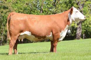 40 53 0.015 0.21 0.11 These embryos are from the Foundation Martha cow that started it all. She has produced 2 National Division Champion daughters and 1 National Division Champion Granddaughter.