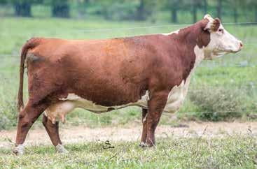 Rippling Rock Herefords Lots 11-13 Tim Osborn 937-783-2869 R Leader 6964 Sire of Lot 11 11 RR 34B 6964 ALEXA 311E P43864749 Calved: March 21, 2017 Tattoo: BE 311E HYALITE ON TARGET 936