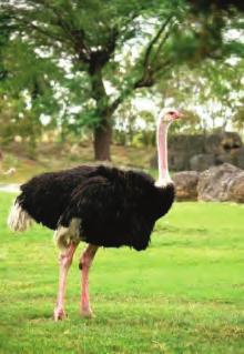 Ostriches Tattoo ostriches younger than 6 months underneath the left wing. Brand ostriches older than 6 months on the thighs. The first owner can put the brand on the outer side of the left thigh.