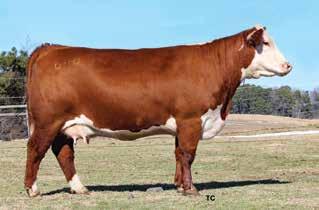 She has the look and style to hang banners and is backed by the most proven maternal genetics in the breed! She s out of a flawless uddered cow.