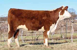 03); REA 0.45 (.03); MARB 0.16 (.03); BMI$ 25; BII$ 21; CHB$ 29 If you like dark, cherry red heifers, you should take a good look at this one!