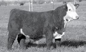 88 83 /S TESTED 55187 {DLF,HYF,IEF} POLLED 1/31/15 Reg# 43616680 Tattoo: 55187 EFBEEF FOREMOST U208 EFBEEF TFL U208 TESTED X651 ET P43091736 EFBEEF P606 MABEL R415 JET MS X010