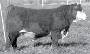 63 103 /S VICTOR 55209 {DLF,HYF,IEF} POLLED 2/4/15 Reg# 43616630 Tattoo: 55209 DRF JWR PRINCE VICTOR 71I TH 223 71I VICTOR 755T P42800887 KBCR 19D DOMINETTE 223 LOT 102 /S LADY ADVANCE 906W 42996324