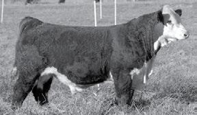 134 YEARLING HEREFORD /S RRC 94X ON TARGET 55413 ET {DLF,HYF,IEF} POLLED 3/25/15 Reg# 43590062 Tattoo: 55413 SCHU-LAR ON TARGET 22S HYALITE ON TARGET 936 P42986803 HYALITE TS LASS 310 SB 122L