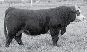 FALL HEREFORD /S WONDER 44573 ET {DLF,HYF,IEF} POLLED 9/2/14 Reg# 43576173 Tattoo: 44573 KCF BENNETT 3008 M326 1 P42991698 SHF GOVERNESS 236G L37 /S LADY ADVANCE 8066U 42896417 /S LADY DOMINO 424P