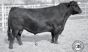 338 SHAW CONSENSUS 55254 18203427 Calved: 02/12/15 Tattoo: 55254 7229 SPRING ANGUS 339 SHAW SOLUTION 55055 18203610 Calved: 01/16/15 Tattoo: 55055 Shaw 7985 New Day 9596 Shaw Lady New Day 1077Y
