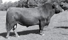 425 YEARLING RED ANGUS /S PINNACLE 55354 BULL 3471890 Calved: 03/07/2015 Tattoo: 55354 HXC CONQUEST 4405P KCC PINNACLE 949-109 1486656 949 1KCC /S HI COUNTRY 4447 /S DIXIE LADY COUNTRY 9122U 1315669