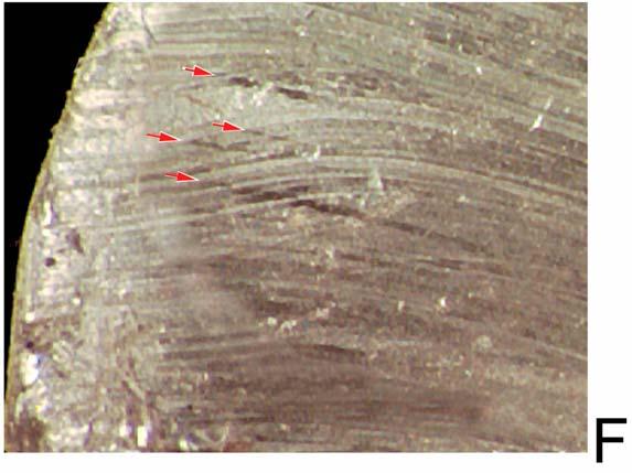 C: Laminal features on the left side of the scrape mark.