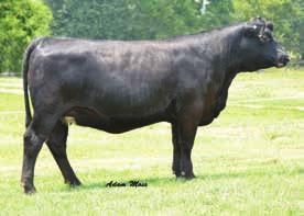 1000A dam is a great cow and is a daughter of the Savannah Georgia. Just asked Steve Seig at Clover Valley they have had much success with the Savannah line.