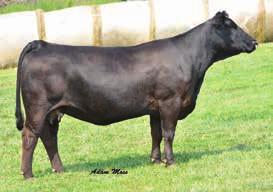 AId on 4/29/14 to GSC All In, ASA# 2812085 PE to KenCo Would Have Dreamed, ASA# 2665461 from 8/1/14 to 8/16/14 13 CLOVER VALLEY SimAngus CVLS Savannah 307A CALVED: 1/10/13 ASA: 2775149 TATTOO: 307A S