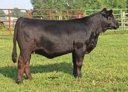 page 10 G lamorous Family Tylertown Glamourous Y5A 15A TYLERTOWN Tylertown Glamorous CALVED: 10/19/13 ASA: -2866872 TATTOO: Y5A Harkers/JS Domination KenCo Glamorous 430W STF Dominance T171 GCF Miss