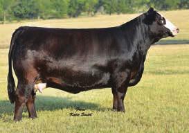 The progeny on this mating will be exciting a lot of good assets here waiting to be added to your program.