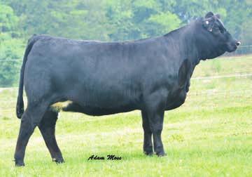 page 12 D iva D ew Family Selling Choice of 334A & 336A 19A CLOVER VALLEY 19B CLOVER VALLEY CVLS All Diva 334A CALVED: 9/1/13 ASA: 2796720 TATTOO: 334A BW: 68 CVLS Pays 2B A Diva 336A CALVED: 9/1/13