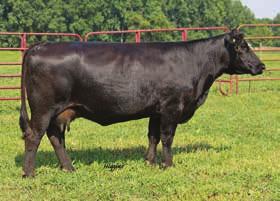 This female represents unlimited opportunity to one of the great proven cow families within thin the Simmental breed. She is long bodied, wide hip and top and very docile.