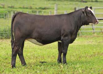 S heza S tar Family page 15 24 3/4 Blood KenCo Star Attraction 6155B CALVED: 2/19/14 ASA: PENDING TATTOO: 6155B W/C United 956Y TNT Tuition U238 Miss Werning 956W WLE BS Benchmark SVF/CLRWTR Sheza