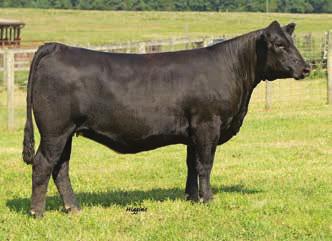 This United sired female will grab your attention with her overall sleek design, balance and sound structure. We at KenCo feel this female will show and be very competitive.