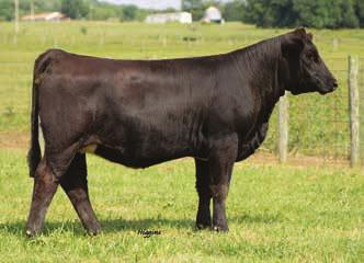 74 120 BW: 84 D22Z is a daughter of the one of the high sellers in the 2012 sale, Precious Jewell. PJ was purchased by Clearwater and continues to make an impact.