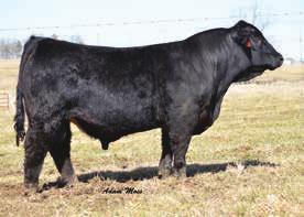 PE to KenCo Would Have Dreamed, ASA# 2665461 from 8/2/14 to 8/16/14 29 KenCo Miss K 2A CALVED: 4/17/13 ASA: 2859974 TATTOO: 2A HTP/SVF DuracellT52 SS/PRS High Voltage 244X KenCo Miley Cottontail MF