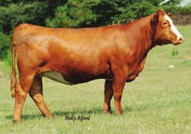 This red Fantasy daughter has not won a national show, but she has the structural correctness, long neck, depth of rib and overall striking profile that this family line carries to each of the
