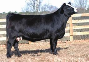It has been proven that these Built Right daughters can produce high quality cattle that can win major shows, or even just become a very impressive front pasture cows.