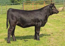 P256A is a top notch female that exhibits loads of muscle and thickness in rear quarter. This stout hipped female has the body and rib to be an efficient broody cow.