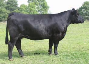 page 24 P ower D rive P hyliss Family SS Power Drive Phyllis- reference dam W/C United 956Y - reference sire 42A Embryos Power Drive Phyllis x United 3 EMBRYOS GUARANTEEING 1 PREGNANCY W/C United