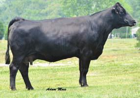 Each and every year progeny and embryos have been sold thru the Family Matters sale. The females have been sold into many progressive breeding programs.