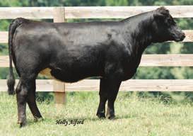 Here is a female that has very few holes. 709z dam, Black Rose is an exceptional cow owned by Sloup and John Snider. Females like 709Z are profit makers and will do any program good.