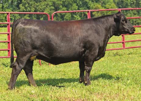 A1Z a lot like her mother is massive and long bodied but smooth and long fronted, and is sure to produce the right type.