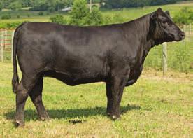 She ll add pounds and produce those money making calves that ll work with anyones program. AId on 4/7/14 to FBFS Wheelman, ASA# 2527605. PE to SVF Y812, ASA# 2638060 from 4/26/14 to 8/1/14.