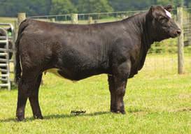 page 2 S himmer F amily Kenco Miss Shimmer 14RB KenCo Shimmer 2155B KenCo Shimmer 566XA 1 5/8 Blood 2 5/8 Blood KenCo Miss Shimmer 14RB CALVED: 3/30/14 ASA: 2868578 TATTOO: 14RB W/C United 956Y LLSF