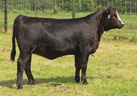 8 77 121 8 18 57 0.21 0.49 120 BW: 77 Shimmer has been impressive whether winning the show at the AJSA National heifer show in Iowa or walking the pastures at KenCo.
