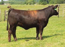 You can t go wrong adding females from strong and dependable donors like Shimmer. This United female is the top 5% for weaning and yearling.