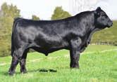 This year 341X has a stout bull calf at side. What will her herd sire be worth next spring as a yearling? Sim Angus breeding at its best.